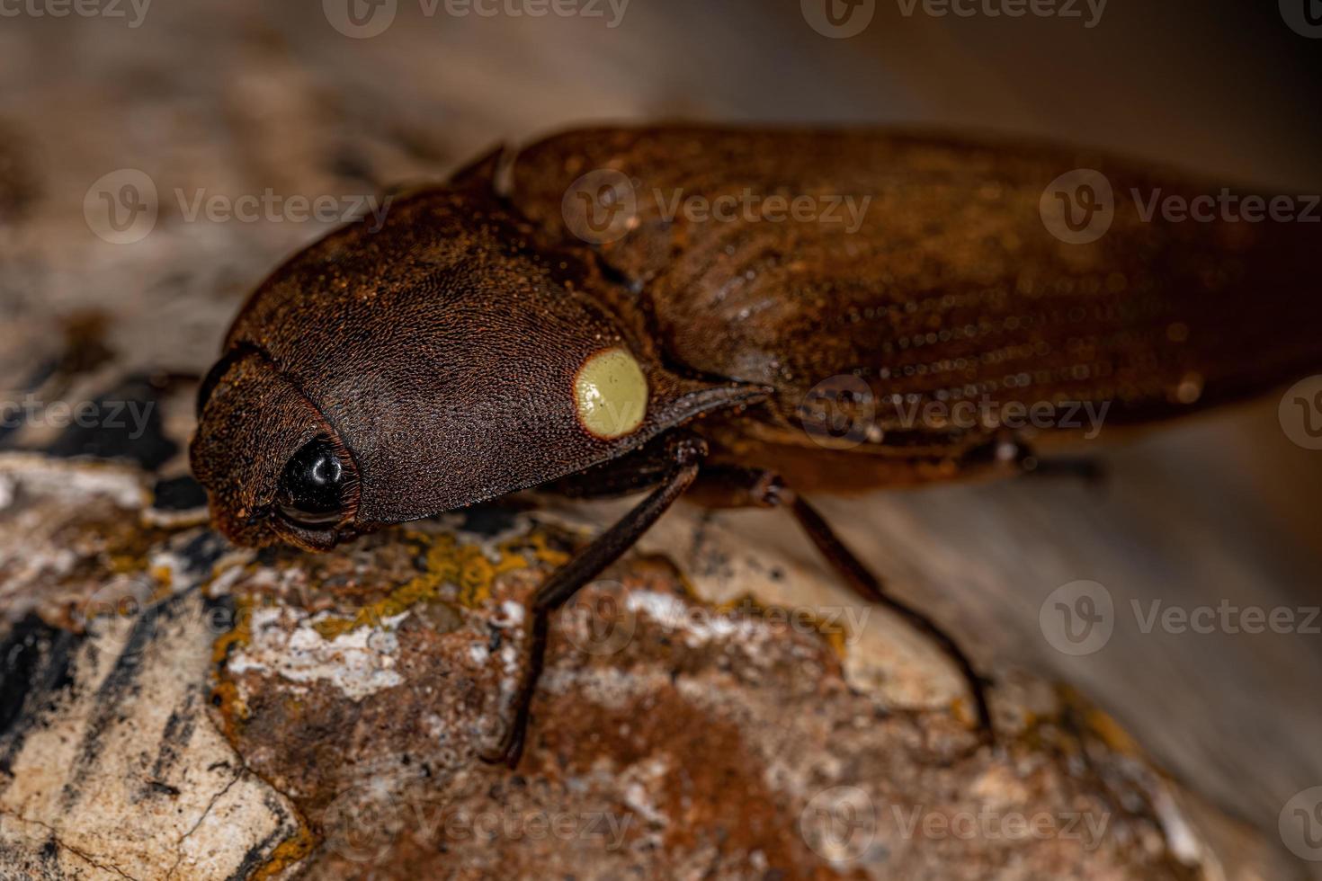 Adult Fire Click Beetle photo