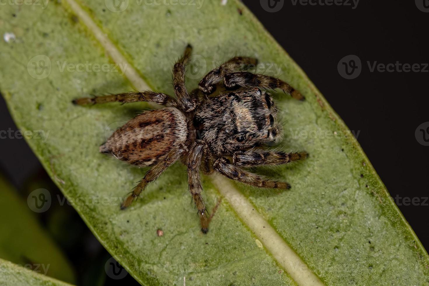 Small Jumping Spider photo