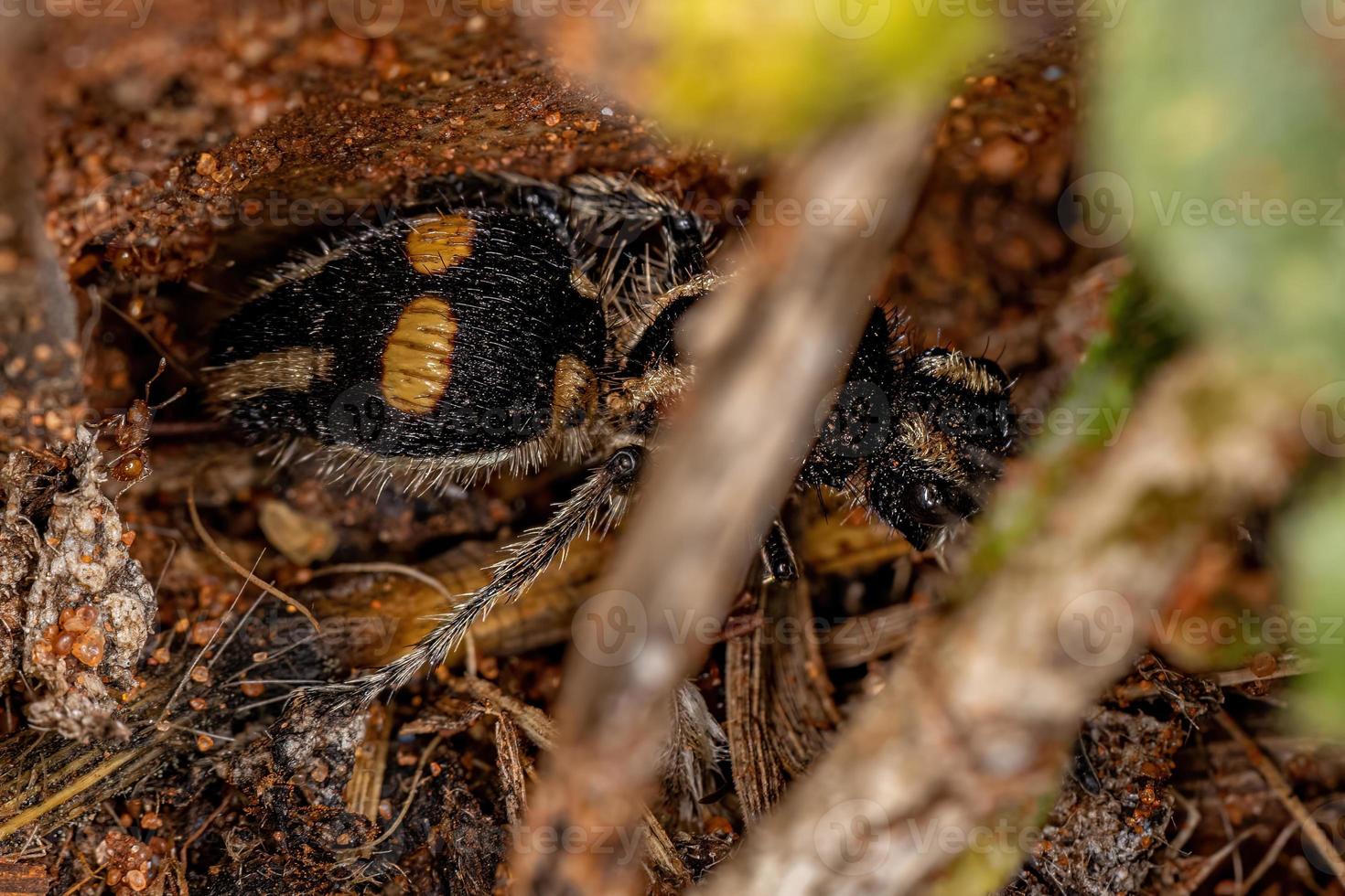 Adult Velvet Ant photo