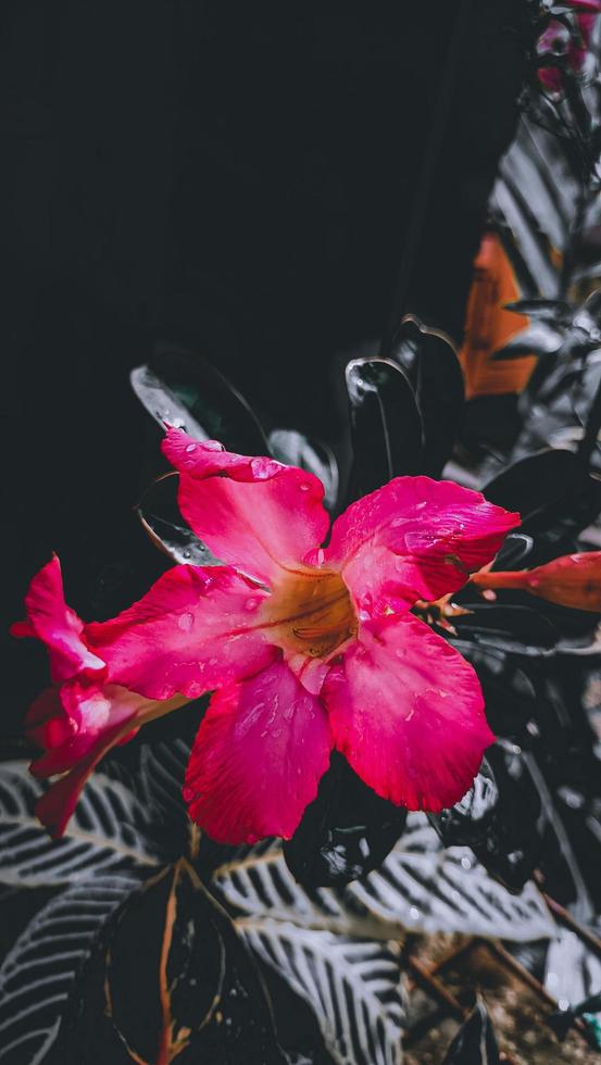 hermosas flores rojas de adenium obesum y hojas verdes foto