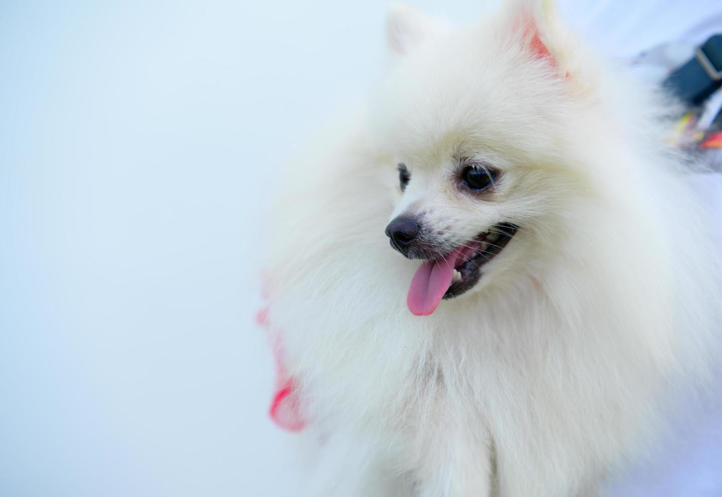 This is a Pomeranian dog. Small dog breeds The eyes are large and slightly bulging, the nose is black and round, and the fur is long and fluffy all over the body. photo