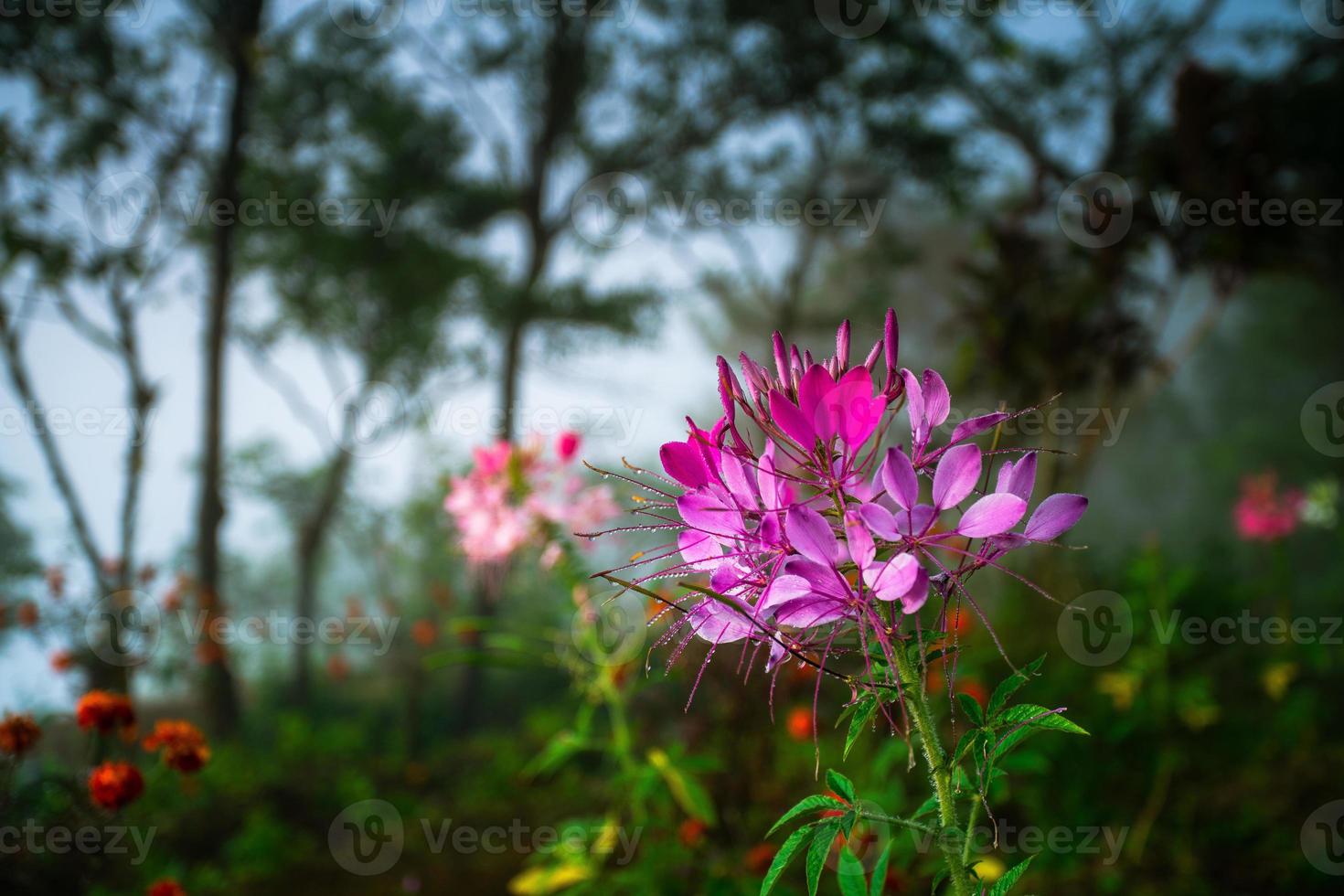 Cleome hassleriana, commonly known as Spider Flower, Spider Plant, Pink Queen, or Grandfather's Whiskers, native to southern South America photo