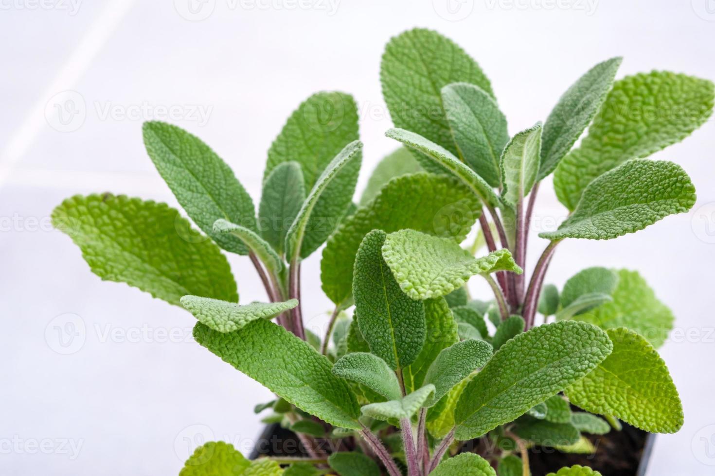 Sage close up photo