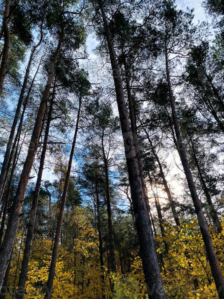 árboles coníferos en el bosque de otoño contra el cielo foto