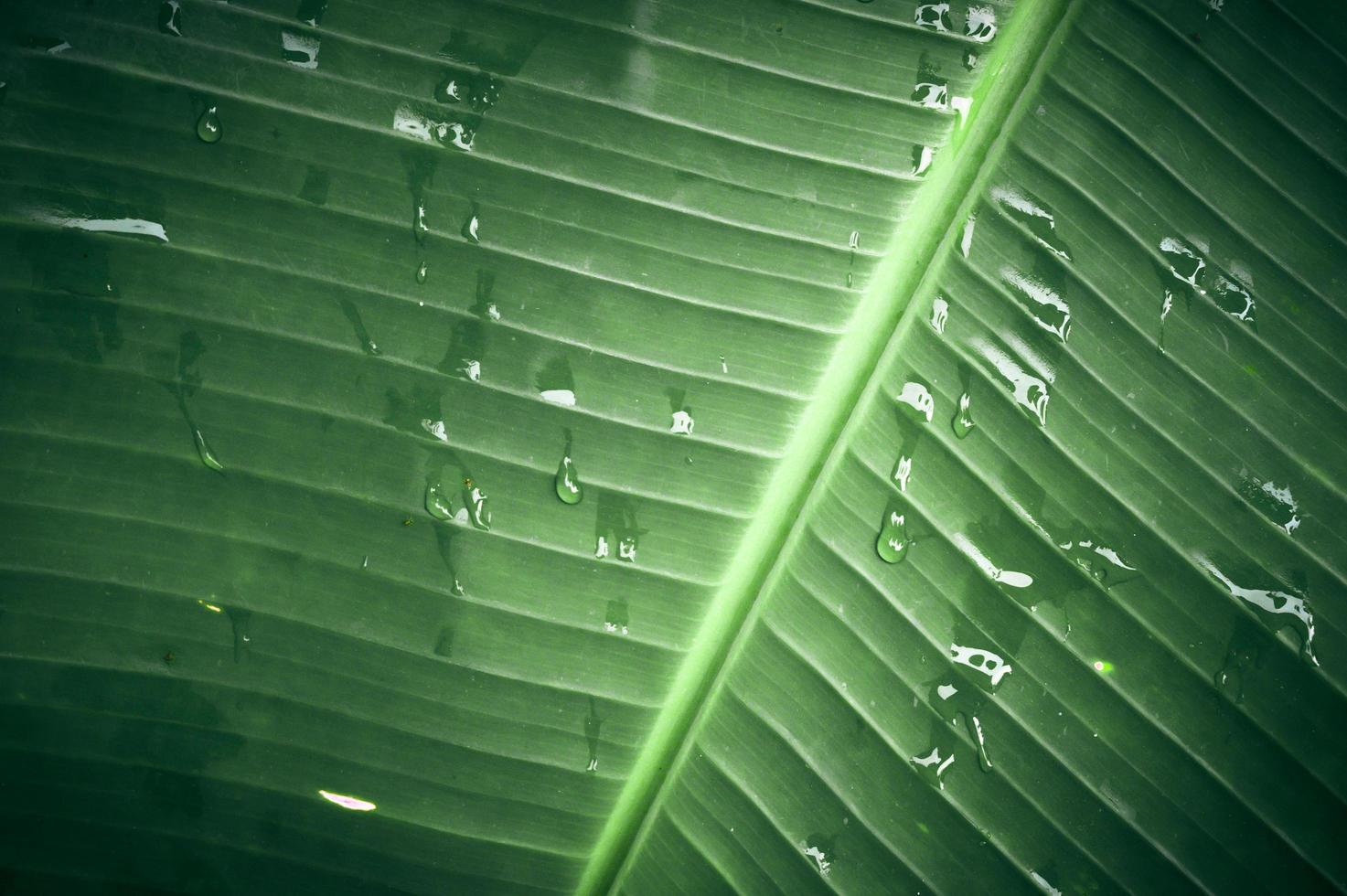 Close up rain drop on the tropical green leaf texture. photo
