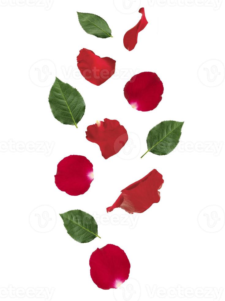 caída de pétalos de rosas rojas y hojas verdes aisladas sobre fondo blanco. aplicable para el diseño de tarjetas de felicitación en el día de san valentín foto