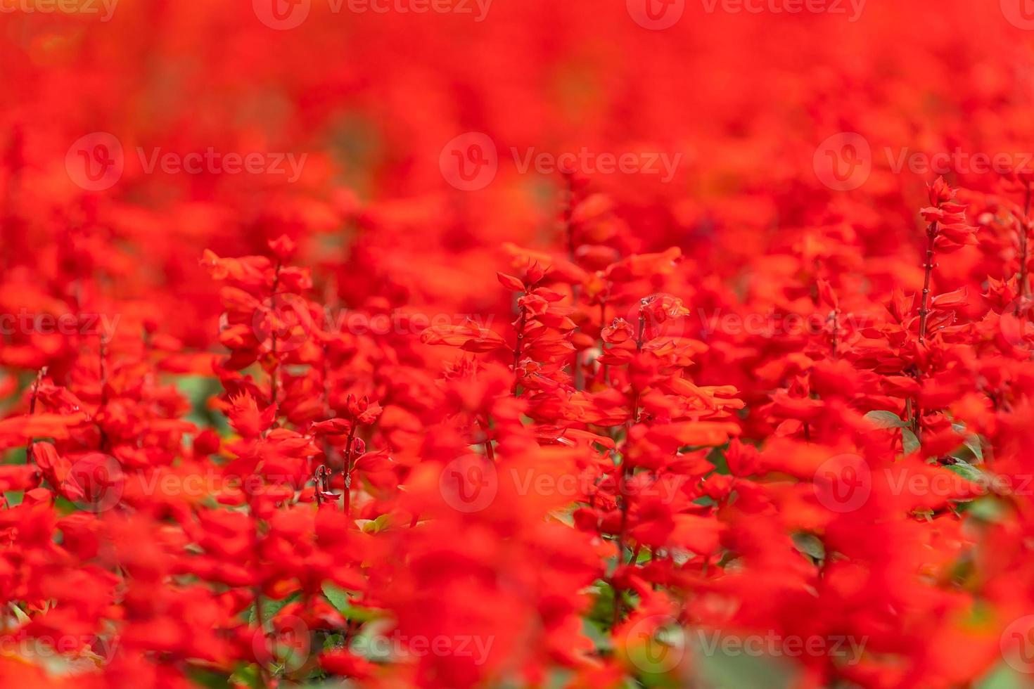 Close up of a beautiful flower bed with red flowers, soft selective focus photo