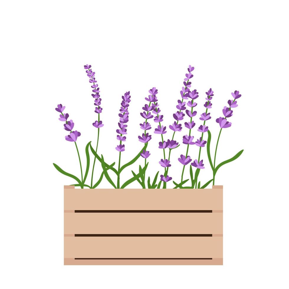 flores de lavanda en una caja de flores de madera.ilustración vectorial aislada en fondo blanco vector