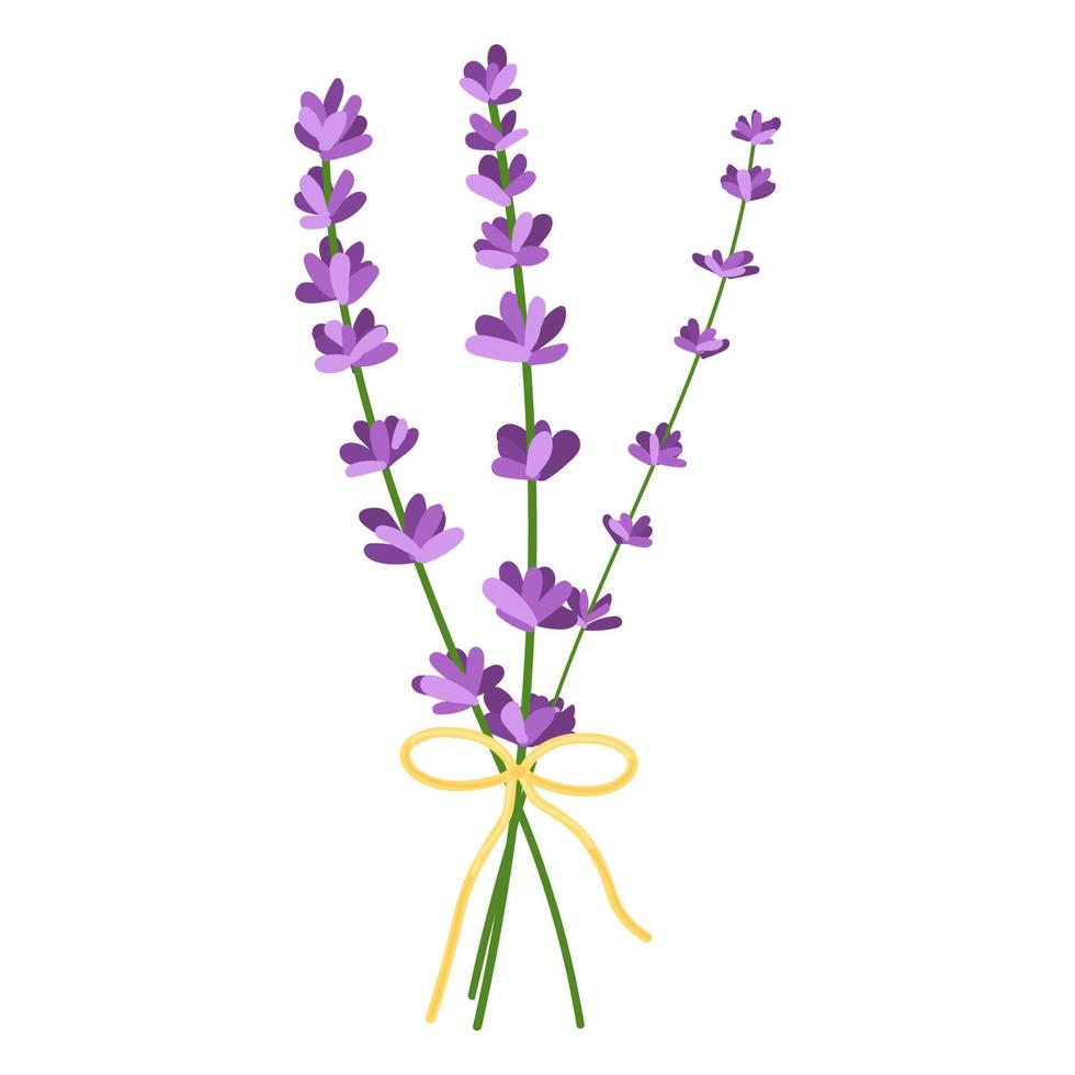 Bouquet of lavender flowers. Vector illustration of lavender flowers isolated on white background