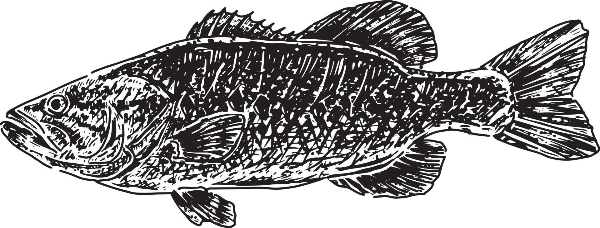 Bass Fish Drawing vector