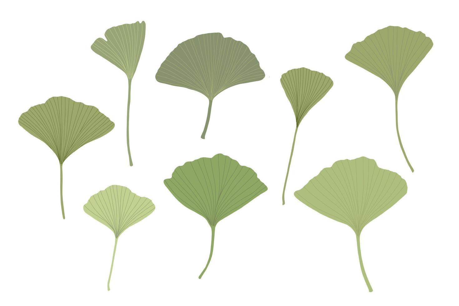 hojas de ginkgo frescas establecidas en estilo plano simple ilustración vectorial dibujada a mano, planta detallada orgánica medicinal floral, símbolo cultural japonés, concepto de medio ambiente ecológico vector