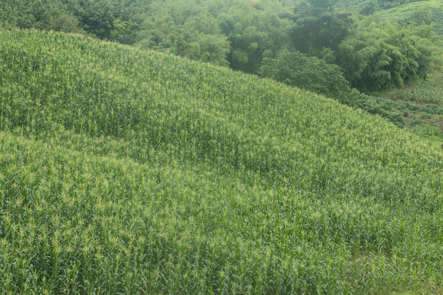 growing up of green corn field. photo