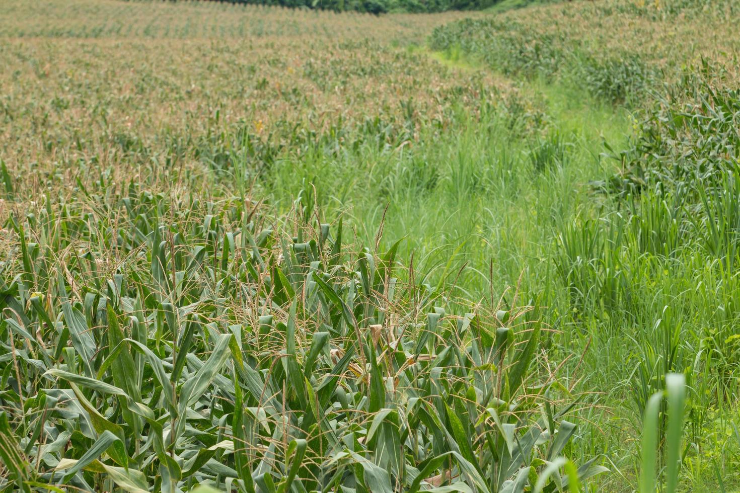 Green field of corn growing up photo