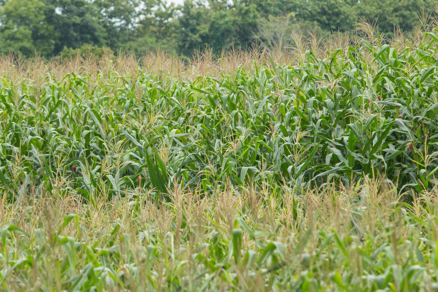 Green field of corn growing up photo