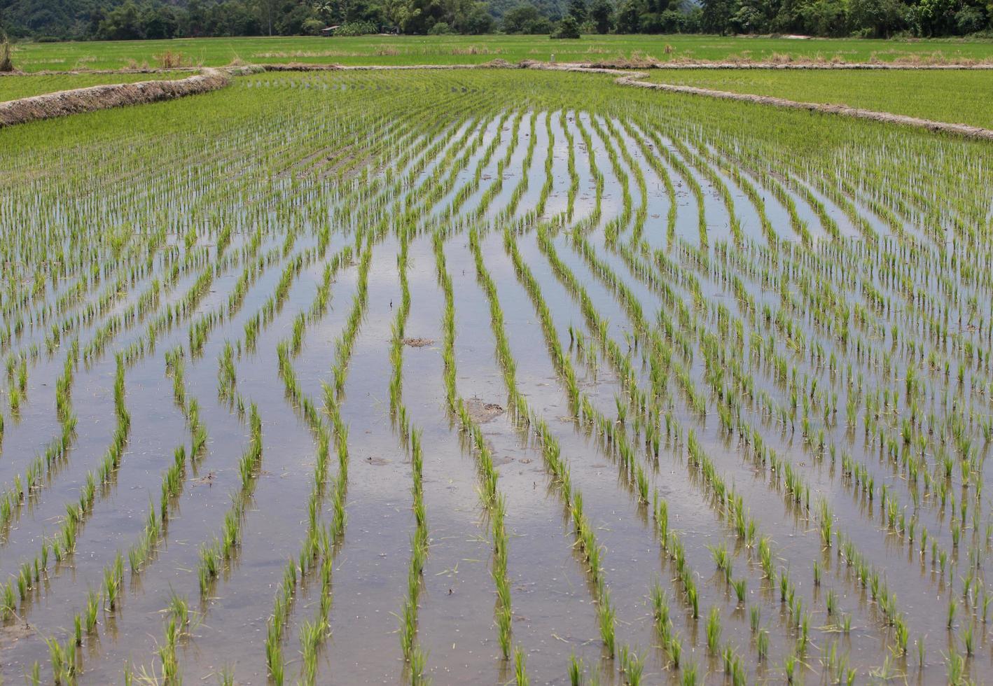 Rice fields, began to grow in the countryside photo