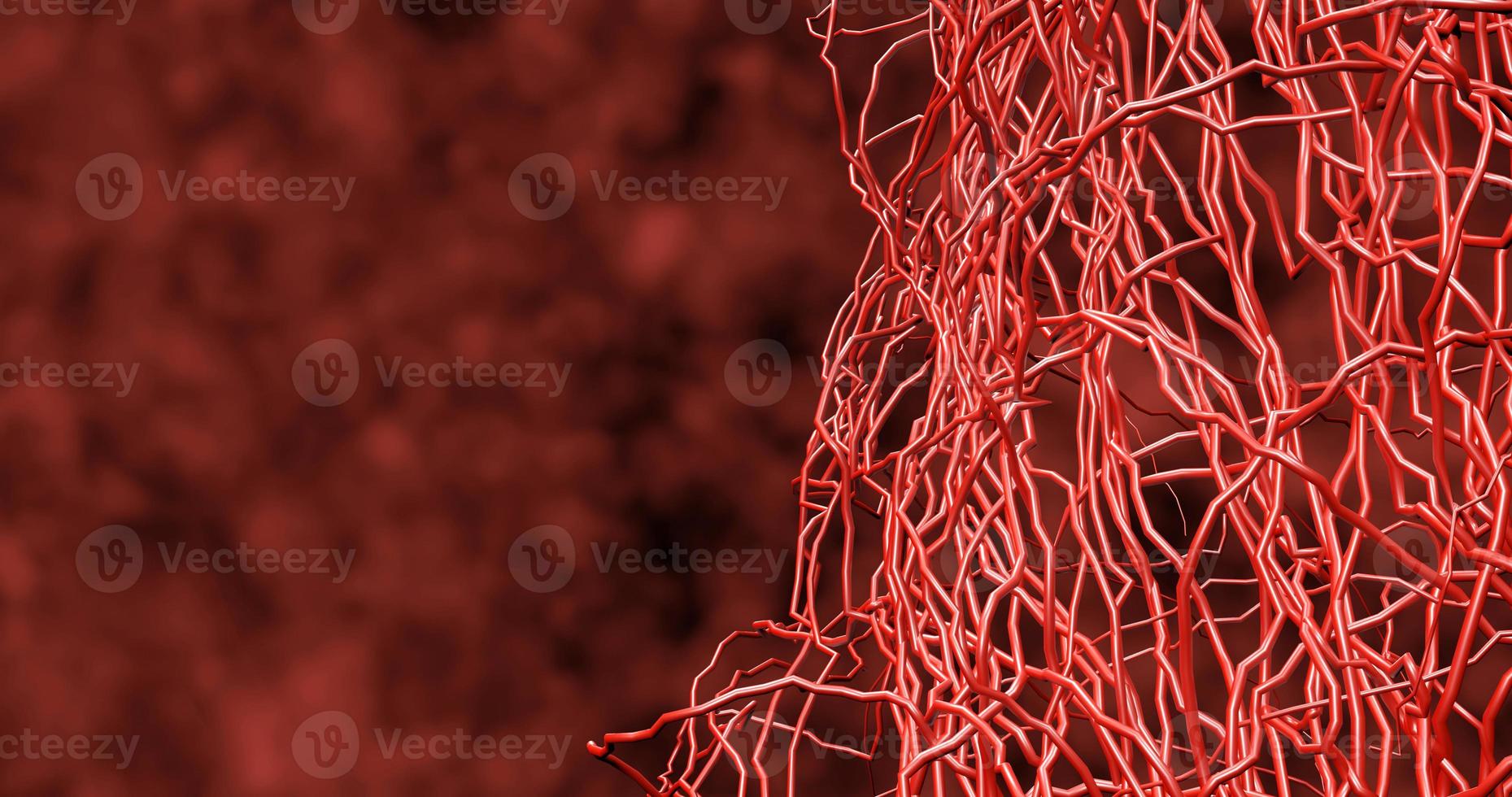 System many small capillaries branch out of the large blood vess photo