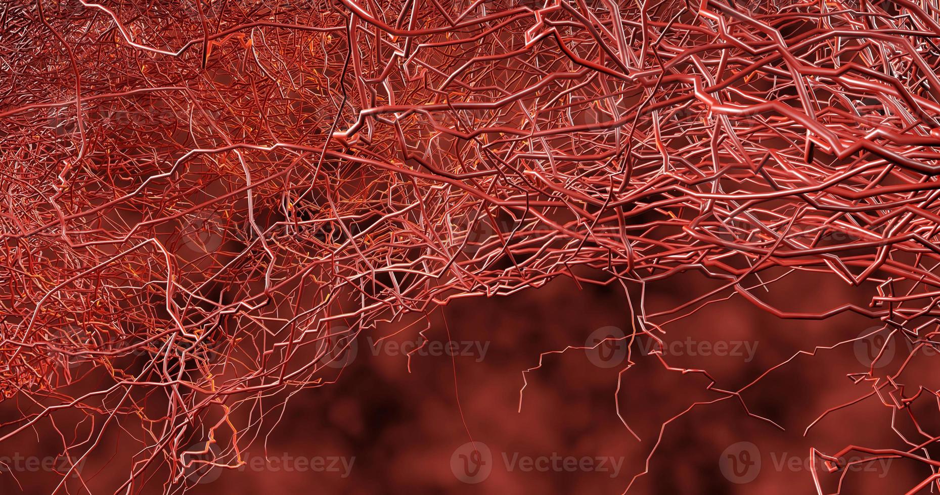 System many small capillaries branch out of the large blood vess photo