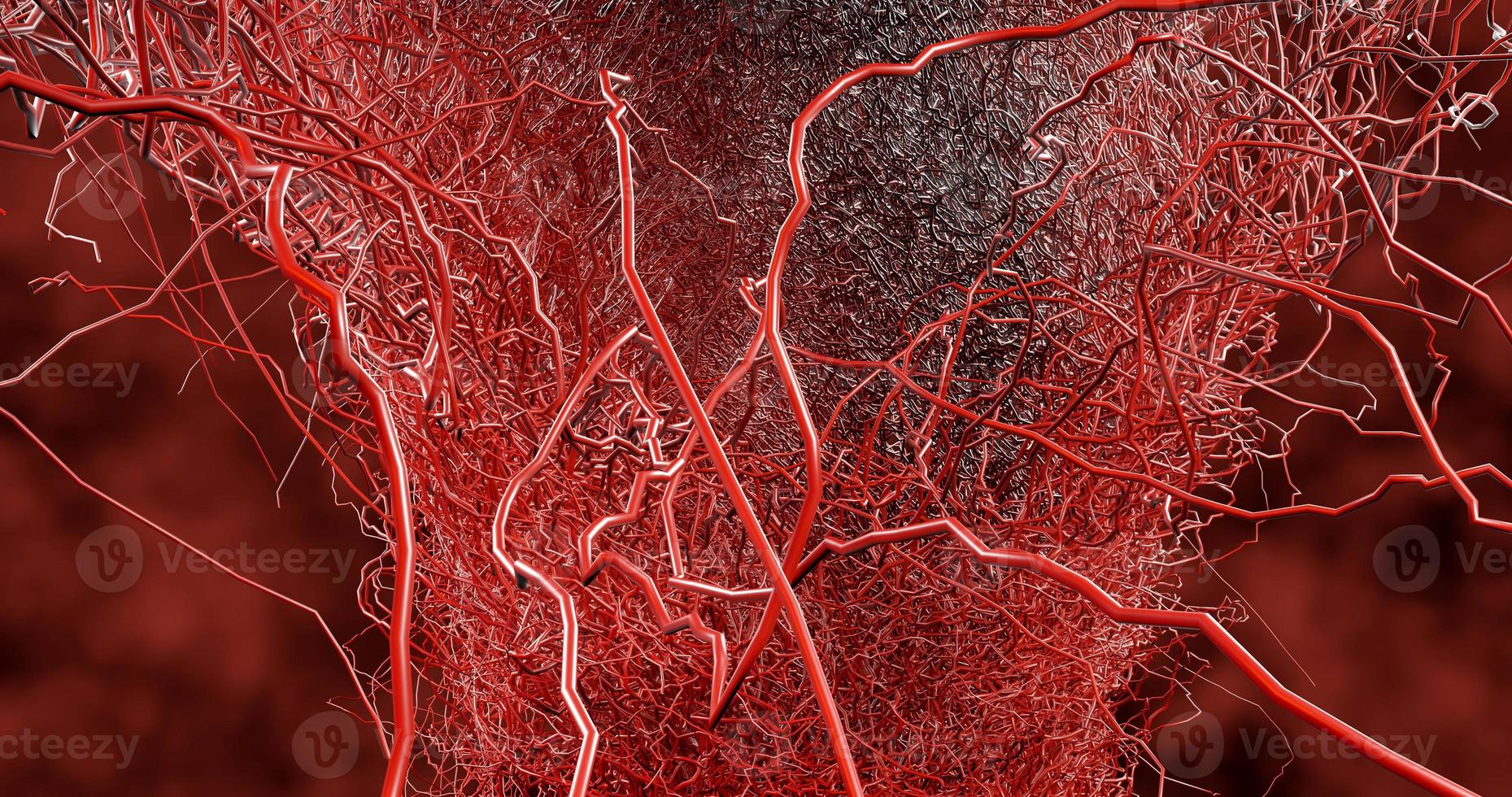 System many small capillaries branch out of the large blood vess photo