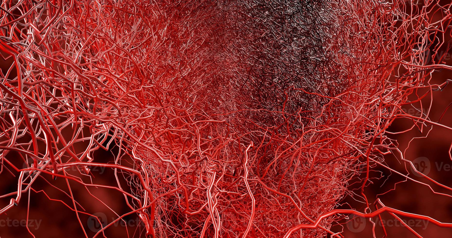 System many small capillaries branch out of the large blood vess photo