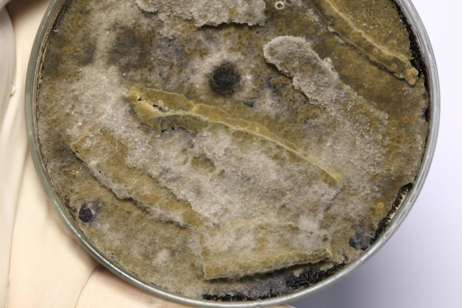 Biochemistry research test fungus growing petri dish. photo