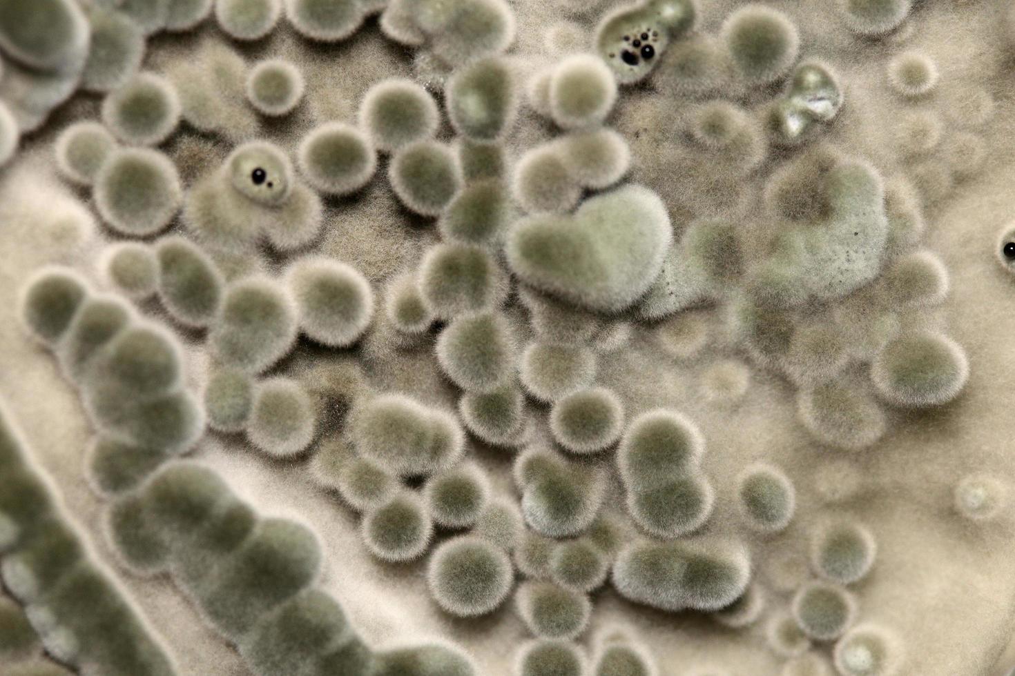 Biochemistry research test fungus growing petri dish. photo