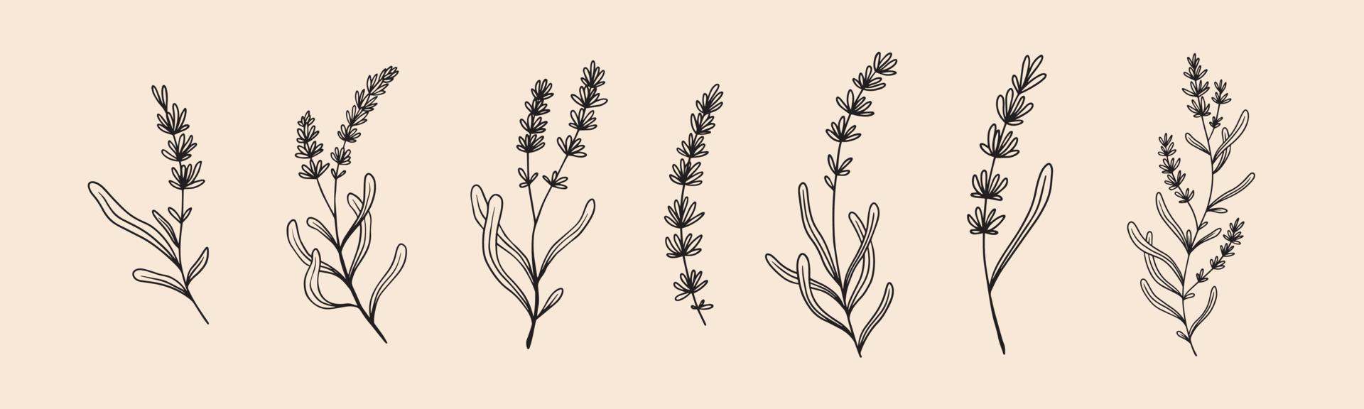 Lavender floral illustration for badges and logo. Minimalist stamp labels for tag with isolated lavender flower. Hand drawn natural design element in simple vintage style. vector