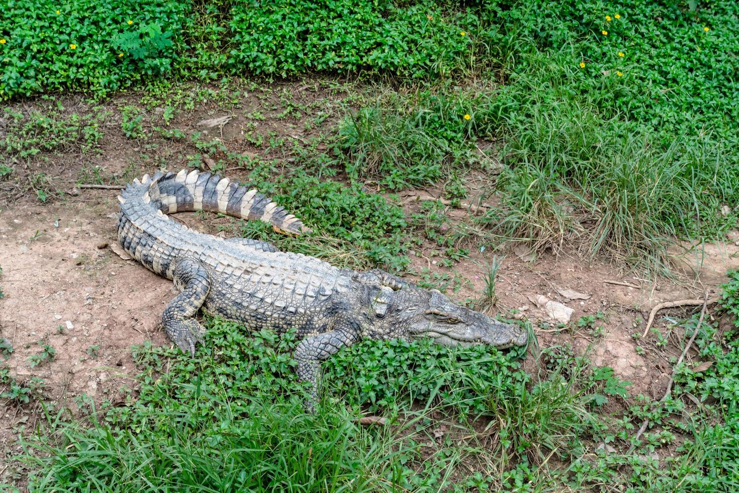 Crocodile farm in Thailand photo