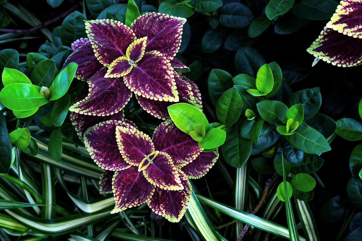 patrón de hojas coloridas, coleo de hojas o ortiga pintada en el jardín foto