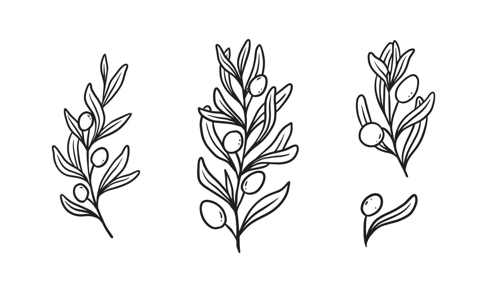 Olive plant illustration for badges and logo. Stamp labels for tag with isolated olive plant. Hand drawn natural for simple rustic design element. vector