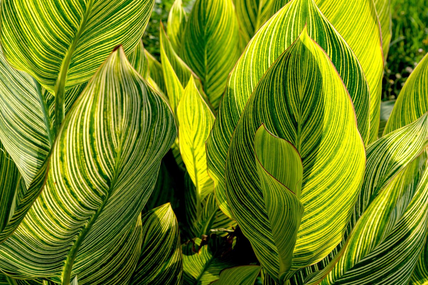 patrón de hojas verdes, planta de canna a rayas de hojas en el jardín foto