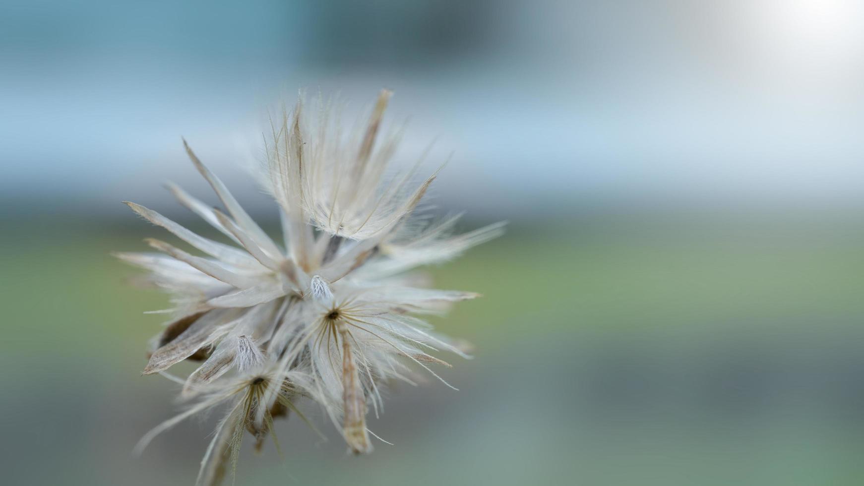 Close-up of beautiful creamy dry grass. photo