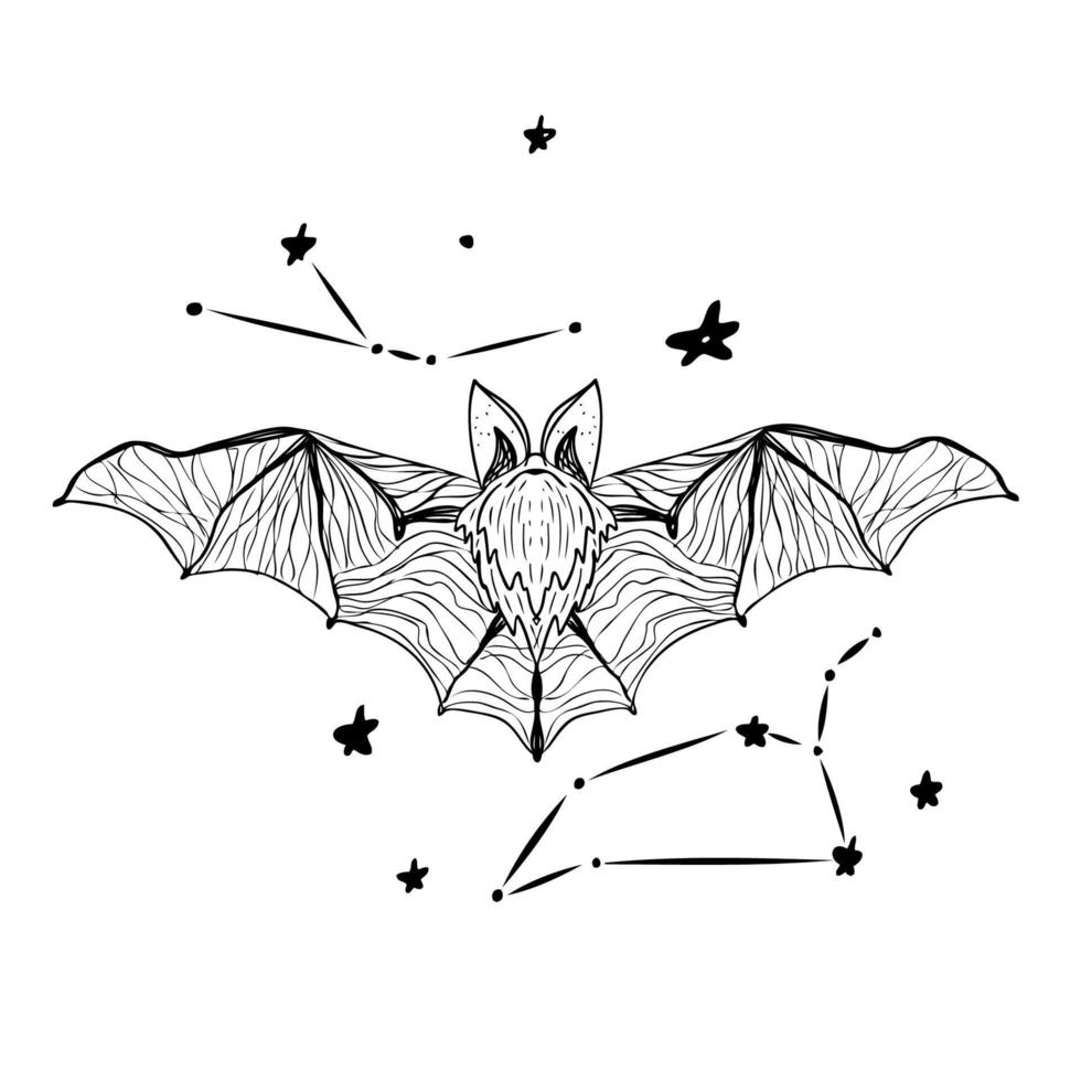 Mystical composition vector line art illustration with magic elements. Flying bad and zodiac stars.
