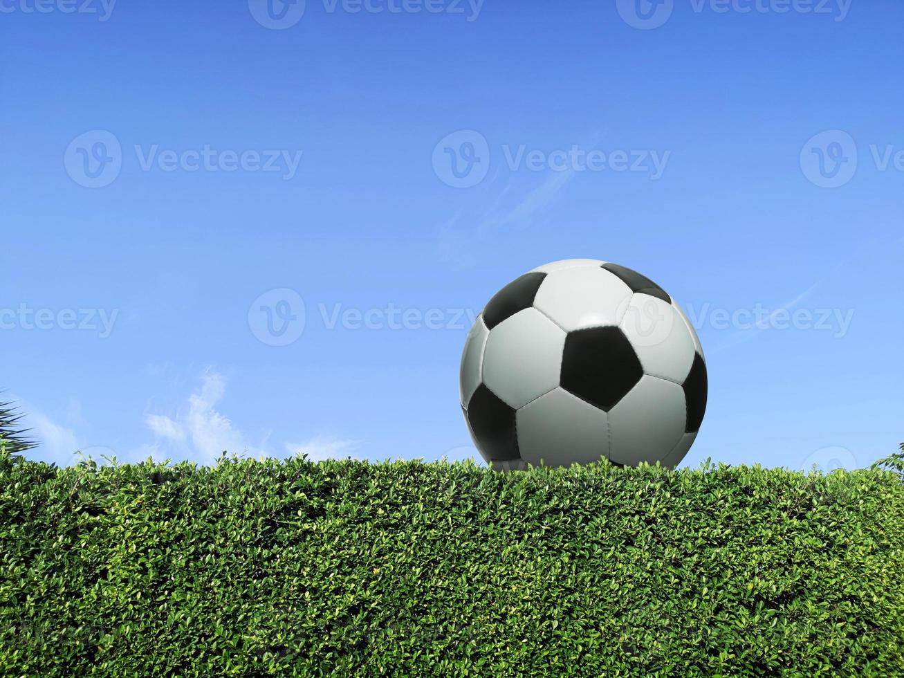 Ball on the fence, Green grass wall texture and bright blue sky photo