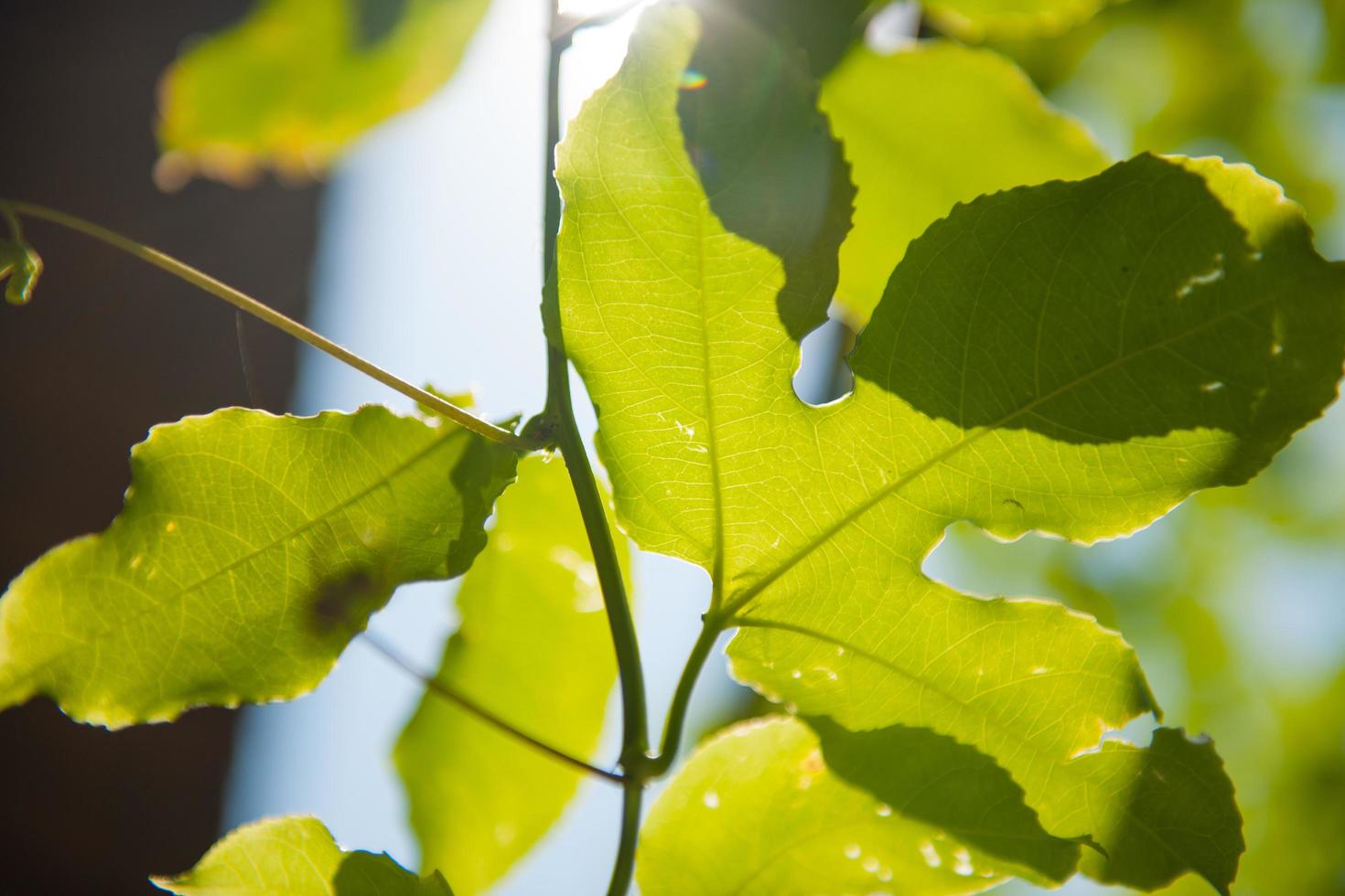 Tree leafs in the sun photo