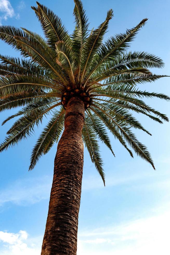 palmera y cielo azul foto