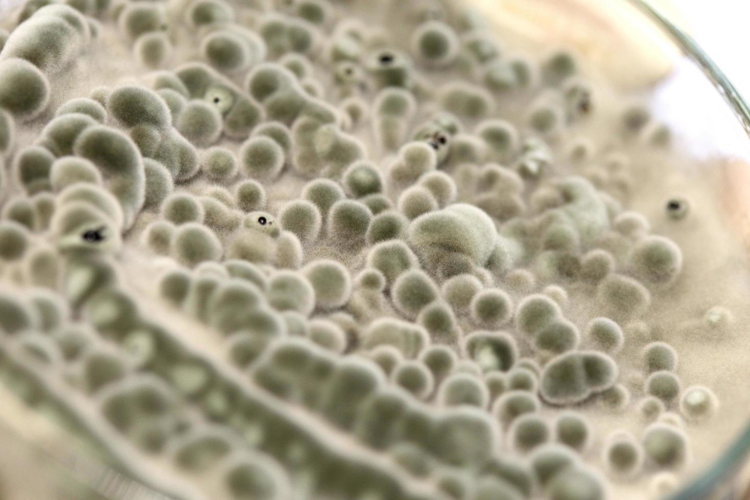 Biochemistry research test fungus growing petri dish. photo
