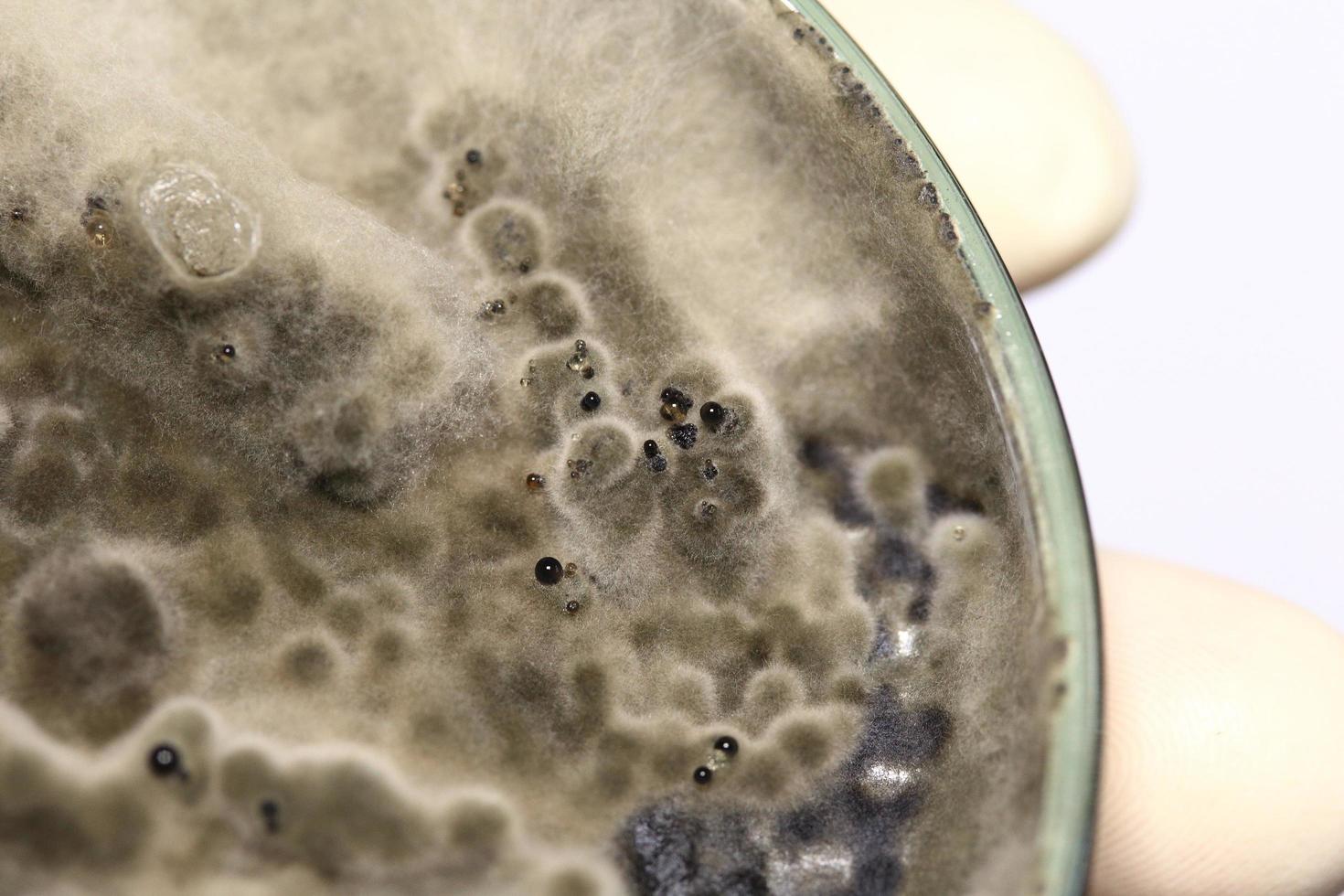 Biochemistry research test fungus growing petri dish. photo