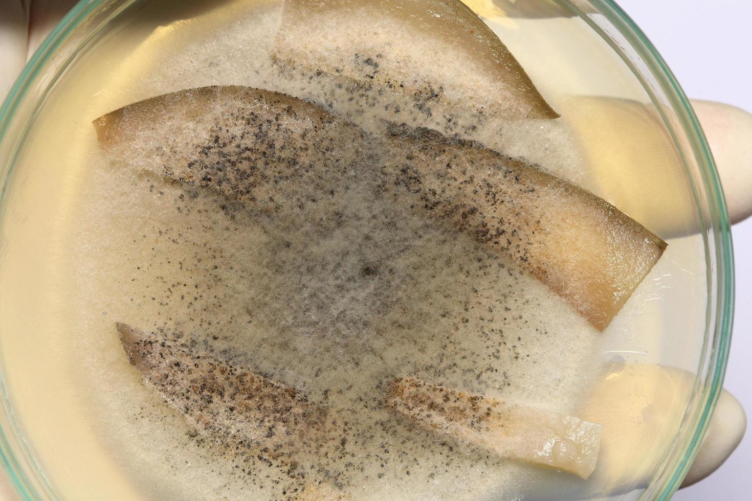 Biochemistry research test fungus growing petri dish. photo