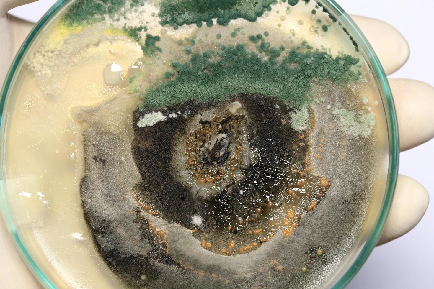 Biochemistry research test fungus growing petri dish. photo