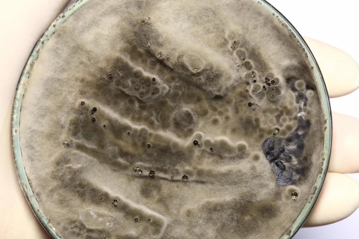 Biochemistry research test fungus growing petri dish. photo