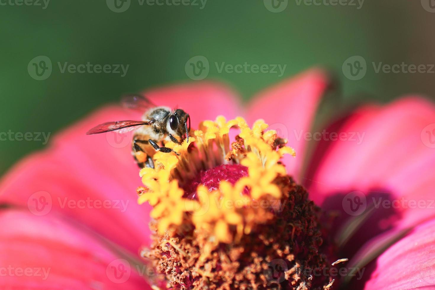 Bees swarm flowers in search of nectar. photo