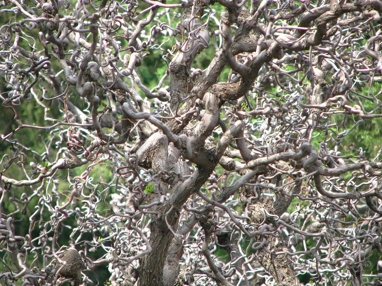 The intertwined twisted of trees branches and roots beautiful nature photo