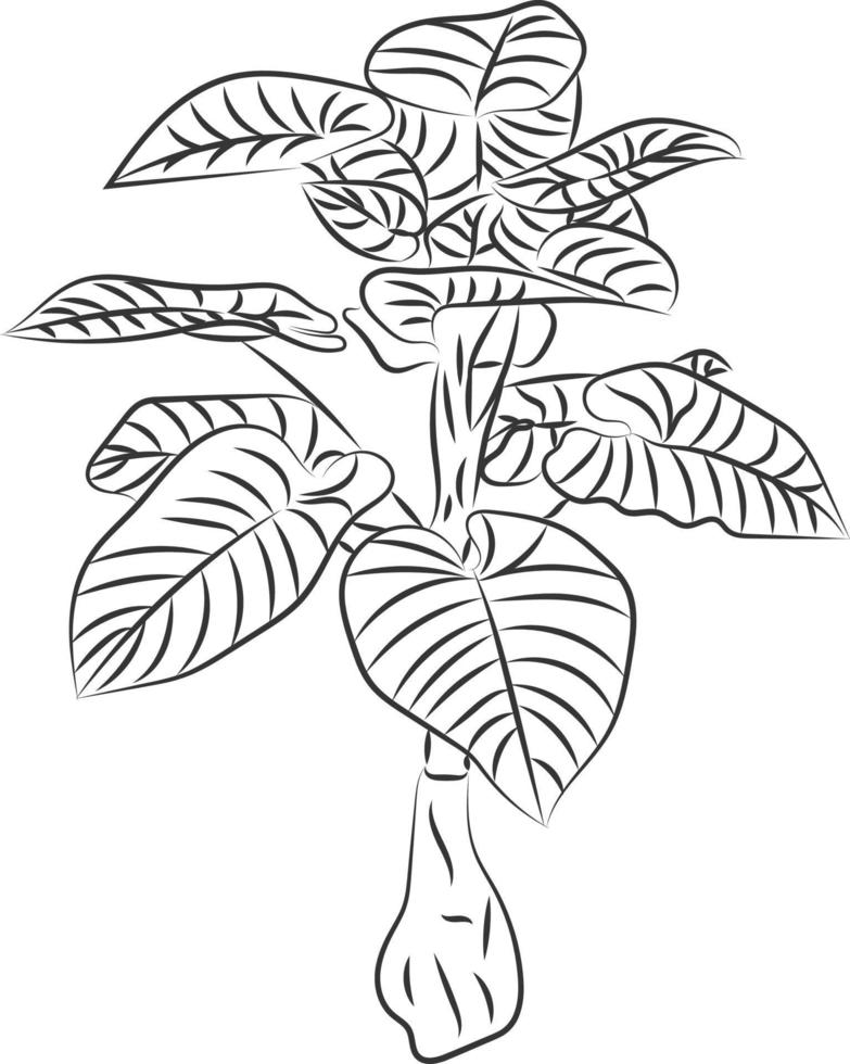 Isolated tree rose flower hand drawing line art with leaves vector