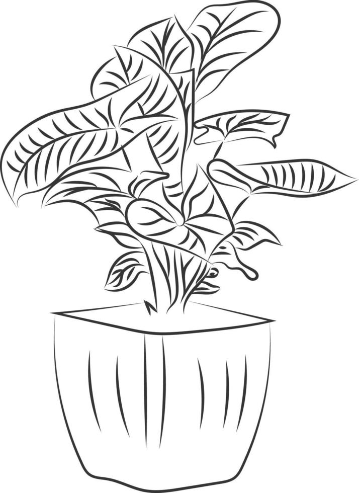 Isolated tree rose flower hand drawing line art with leaves vector