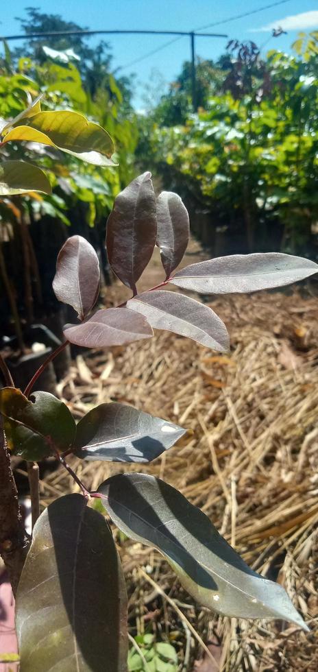 red longan leaves exposed to the morning sun photo