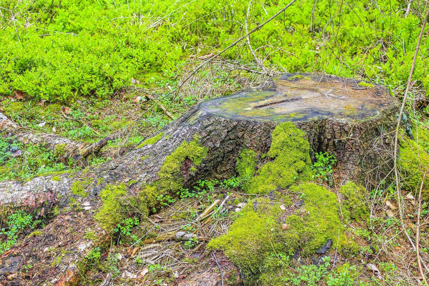 Sawed eaten tree stump and wood on forest floor Germany. photo