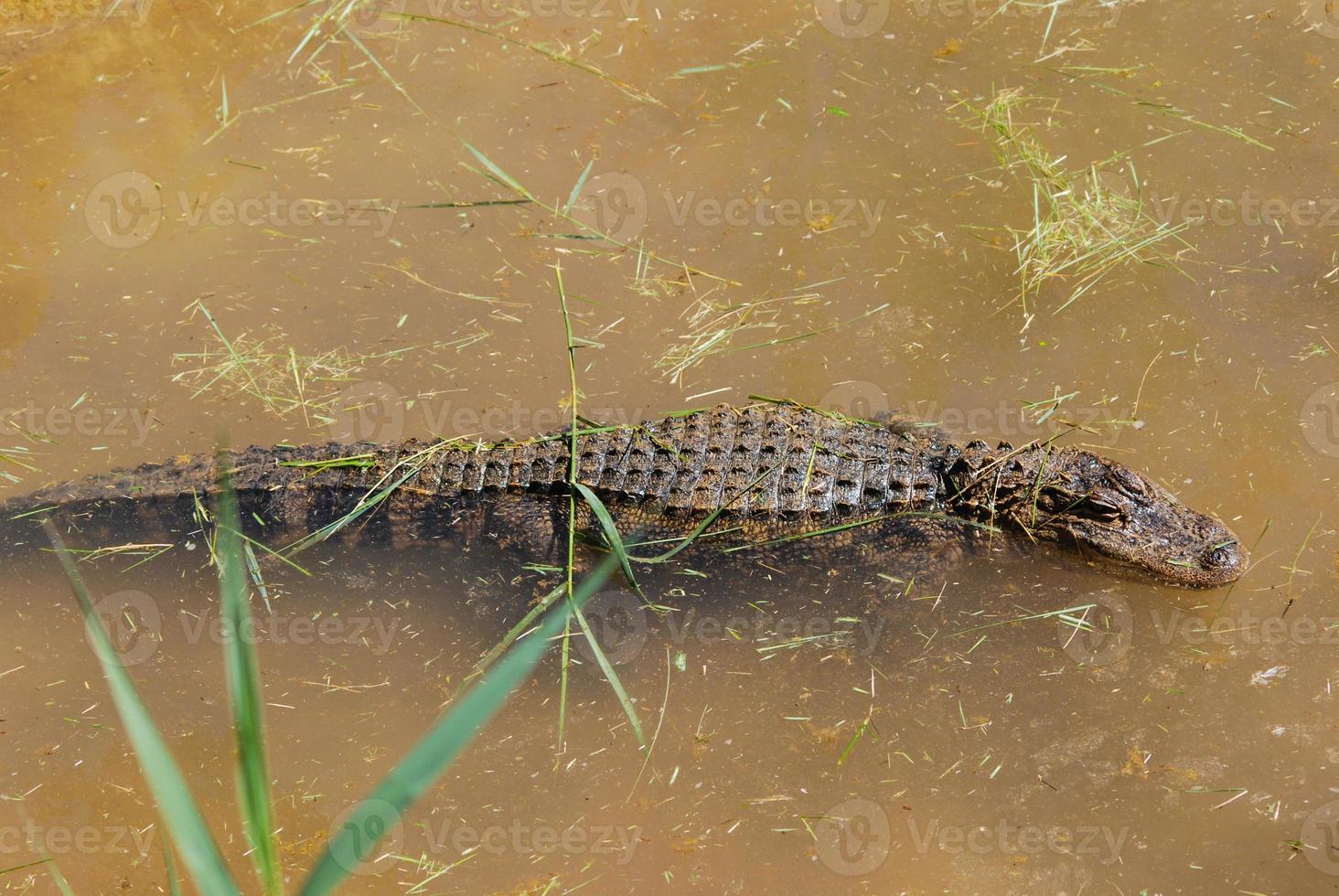 caiman in a swamp photo