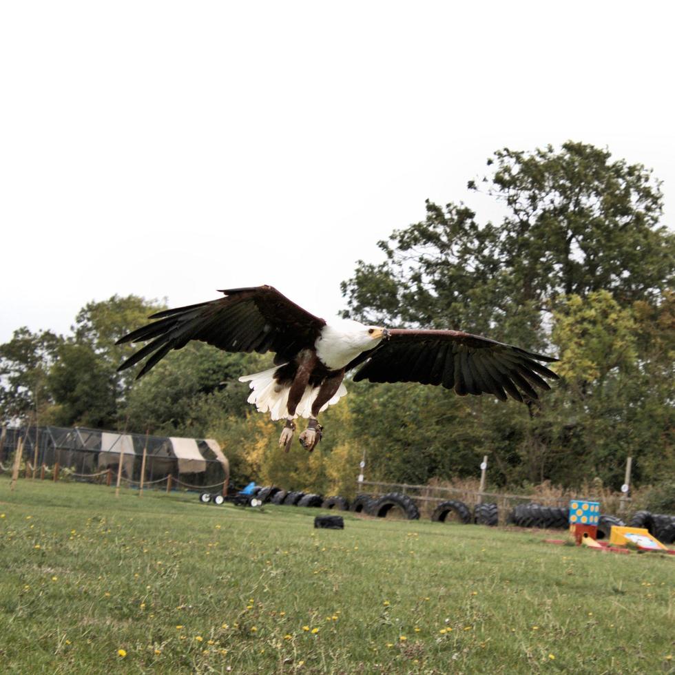 A view of an African Sea Eagle in Flight photo