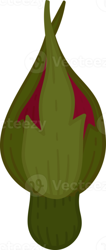 Hand drawn red rose flower png