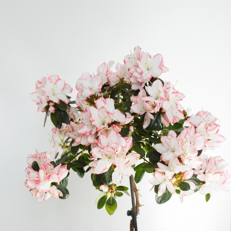 Close up of a beautiful pink and white azalea during blooming. White background. Spain photo